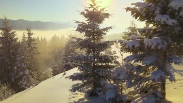美丽的冬季风景 日出时分 冰雪覆盖的松树在寒冷多雾的群山中 — 图库视频影像