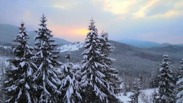 Amazing Winter Landscape Pine Trees Snow Covered Forest Cold Foggy — Stock Video