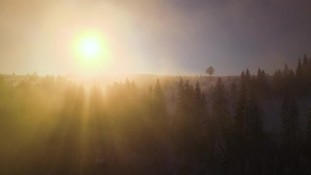 Úžasná Zimní Krajina Borovicemi Zasněžených Lesů Chladných Mlhavých Horách Při — Stock video
