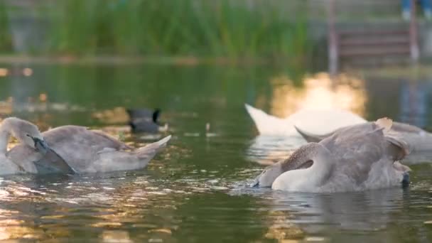 White Gray Swans Floating Peacefully Lake Water Summer — Stock Video