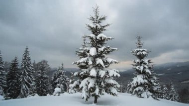 Şiddetli kar yağışı sonrası soğuk bulutlu bir akşamda dağ ormanlarında yağan taze karla kaplı ebedi yeşil çam ağaçlarıyla panoramik manzara..
