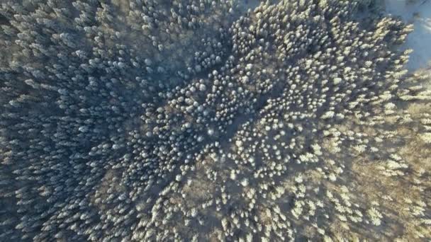 Von Oben Nach Unten Luftaufnahme Des Schneebedeckten Immergrünen Kiefernwaldes Nach — Stockvideo