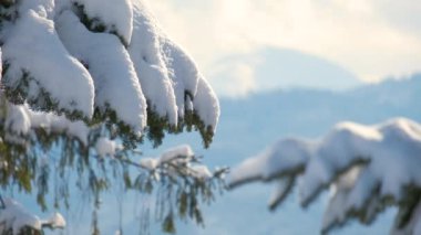 Soğuk ve aydınlık bir günde kış ormanlarında çam ağaçlarının dalları karla kaplıdır..