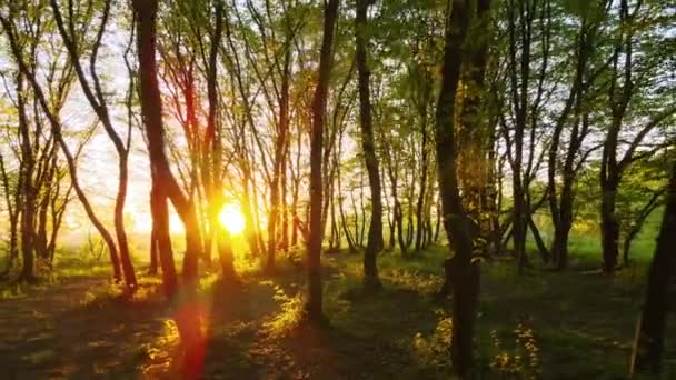 Запись Густого Вечернего Леса Высокими Деревьями Ярко Желтым Солнечным Светом — стоковое видео