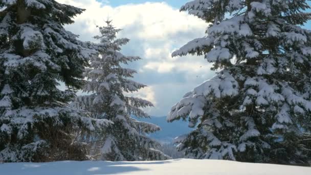 Immergrüne Kiefern Bedeckt Mit Frisch Gefallenem Schnee Winterlichen Bergwald Kalten — Stockvideo