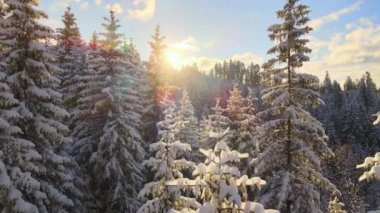 Gün doğumunda soğuk dağlarda kardan çam ağaçlarıyla kaplı hava manzarası.