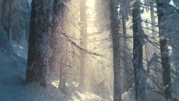 寒冷宁静的早晨 在寒冷茂密的森林里 在大雪中 明亮的阳光下 松树间飘落着雪花 — 图库视频影像