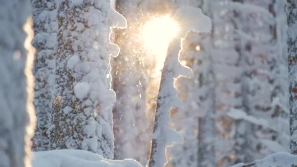 Φωτεινό Ηλιόλουστο Τοπίο Χιόνι Που Πέφτει Μεταξύ Πεύκων Κατά Διάρκεια — Αρχείο Βίντεο