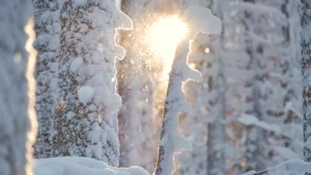 Helder Zonnig Landschap Met Vallende Sneeuw Tussen Dennenbomen Tijdens Zware — Stockvideo