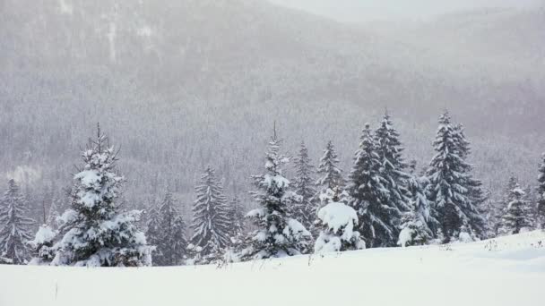 冷たい静かな夜に冬の山の森の中で大雪の間に新鮮な雪で覆われた常緑松の木 — ストック動画