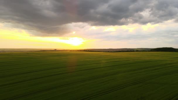Воздушный Пейзаж Зеленых Сельскохозяйственных Полей Выращиванием Зерновых Культур Яркий Летний — стоковое видео