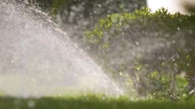 Plastik fıskiyeler çimenleri sulıyor yaz bahçesinde suyla. Yeşil bitkileri sulamak kurak mevsimi taze tutmak içindir..
