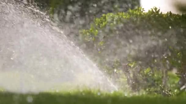 Arroseur Plastique Arrosant Pelouse Herbe Avec Eau Dans Jardin Été — Video