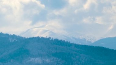 Uzun yeşil çam ağaçları soğuk, aydınlık bir günde, kış ormanlarında şiddetli kar yağışı sırasında güçlü fırtınalı rüzgarda sallanıyor..