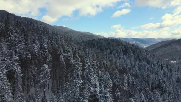 Εναέρια Χειμερινό Τοπίο Σπαρτά Δέντρα Καλυμμένα Χιόνι Δάσος Κρύα Βουνά — Αρχείο Βίντεο
