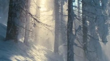 Soğuk ve sakin bir akşamda, kışın yoğun kar yağışı sırasında çam ağaçlarının arasına düşen karlı, güneşli bir manzara..