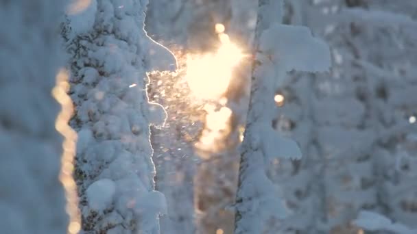 겨울의 속에서 겨울의 저녁에 소나무 사이로 내리는 — 비디오