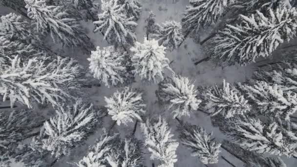 Top Antenn Utsikt Över Fallande Snö Vintergröna Tallskog Tung Snöfall — Stockvideo