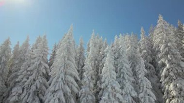 Soğuk ve aydınlık bir günde kış ormanlarında düşen taze karla kaplı yüksek çam ağaçlarının havadan görünüşü..