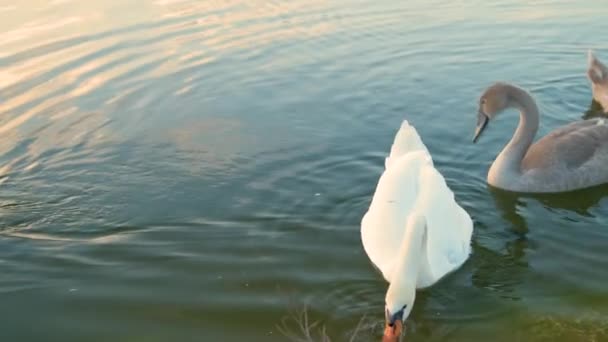 Λευκοί Και Γκρι Κύκνοι Επιπλέουν Ειρηνικά Στο Νερό Της Λίμνης — Αρχείο Βίντεο