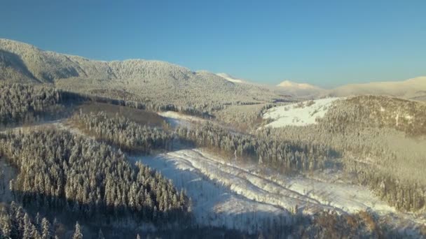 Incroyable Paysage Hivernal Avec Des Pins Forêt Enneigée Dans Des — Video