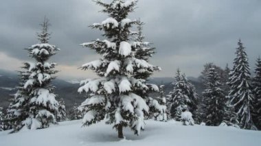 Şiddetli kar yağışı sonrası soğuk bulutlu bir akşamda dağ ormanlarında yağan taze karla kaplı ebedi yeşil çam ağaçlarıyla panoramik manzara..
