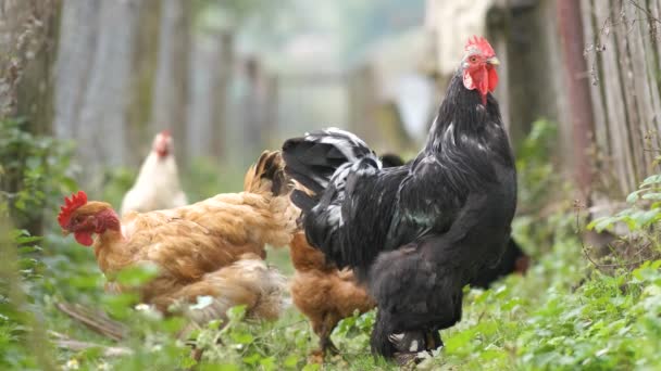 伝統的な田舎の庭で鶏の餌 エコファームの納屋の庭に鶏 自由な範囲の養鶏の概念 — ストック動画