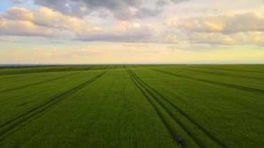 Yazın yeşil buğday tarlasında bisiklet süren çocuk görüntüsü..