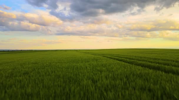Vista Aérea Del Paisaje Campos Agrícolas Verdes Cultivados Con Cultivos — Vídeos de Stock