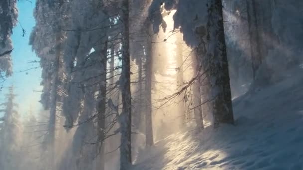 Ljus Soligt Landskap Med Fallande Snö Mellan Tallar Tung Snöfall — Stockvideo