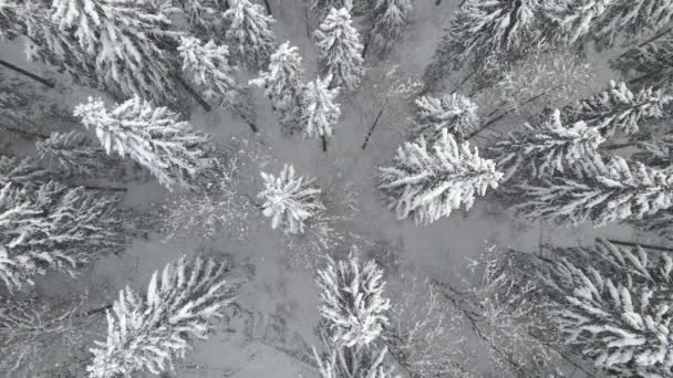 Paesaggio Nebbioso Aereo Con Pini Sempreverdi Coperti Neve Fresca Caduta — Video Stock