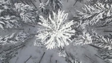 Soğuk ve sakin bir günde, kış ormanlarında yoğun kar yağışı sırasında düşen çam ormanının yukarıdan görünüşü..