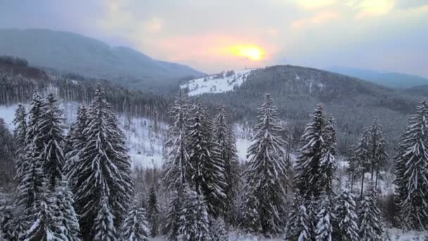 Дивовижний Зимовий Пейзаж Сосновими Деревами Снігового Покриву Лісу Холодних Туманних — стокове відео