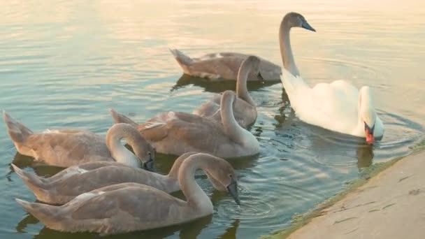 White Gray Swans Floating Peacefully Lake Water Summer — Stock Video