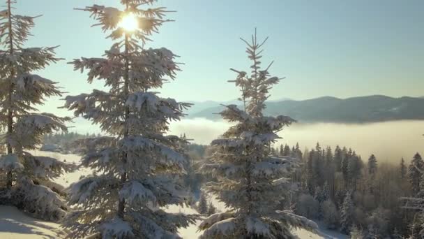 Güneşin Doğuşuyla Birlikte Soğuk Sisli Dağlarda Karlı Ormanlardan Oluşan Çam — Stok video