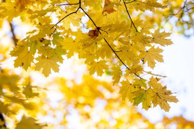 Parlak sarı ve kırmızı akçaağaç yapraklarını sonbahar parkında canlı ve bulanık arka planda sonbahar ağacı dallarına yakın tut..