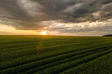Yeşil ekili tarlaların havadan görünüşü. Parlak yaz akşamlarında ekinlerin büyümesi..