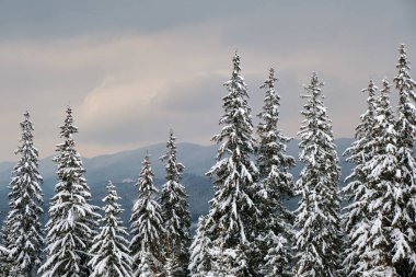 Soğuk ve kasvetli bir akşamda kış ormanlarında çam ağaçları taze karla kaplandı..