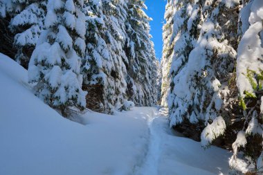 Soğuk ve kasvetli bir akşamda, kışın dağlık ormanda patika izleri ve çam ağaçları ile kaplanmış karlı bir manzara..