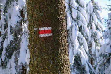 Soğuk ve aydınlık bir günde kış ormanlarında kar yağan çam ağaçlarında yürüyüş yapanlar için kırmızı yönlü işaretler..
