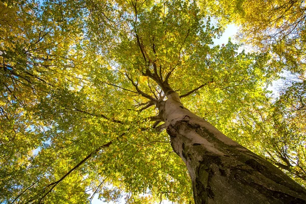 Perspectiva Desde Abajo Hasta Arriba Vista Del Bosque Otoñal Con —  Fotos de Stock