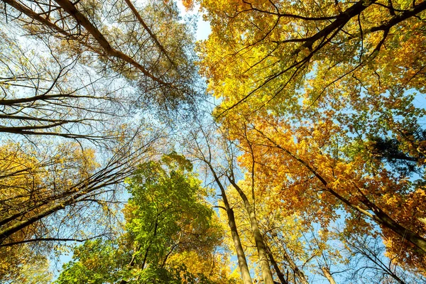 Vista Panorámica Del Bosque Otoñal Con Hojas Color Naranja Brillante —  Fotos de Stock