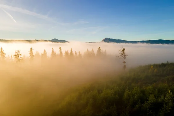 Aerial View Dark Green Pine Trees Spruce Forest Sunrise Rays — Stock Photo, Image