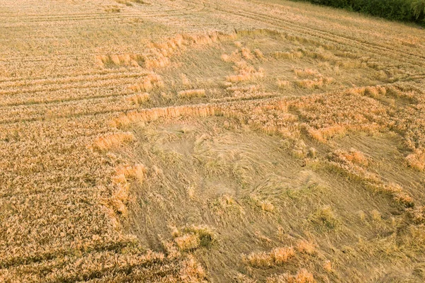 熟した農場フィールドの空中ビューは 風の小麦の頭によって壊された落下で収穫する準備ができています 損傷した作物と農業の失敗の概念 — ストック写真