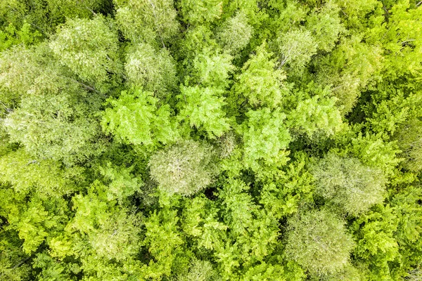 Vista Aérea Cima Para Baixo Floresta Verde Verão Com Copas — Fotografia de Stock