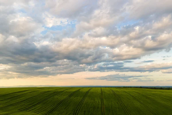 Vzdušná Krajina Pohled Zeleně Obdělávaná Zemědělská Pole Rostoucí Plodiny Jasný — Stock fotografie