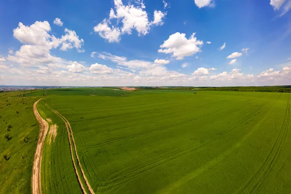 Légi Táj Kilátás Zöld Művelt Mezőgazdasági Területek Növekvő Növények Fényes — Stock Fotó