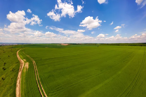 Luftaufnahme Von Grün Bewirtschafteten Landwirtschaftlichen Feldern Mit Wachsenden Pflanzen Hellen — Stockfoto