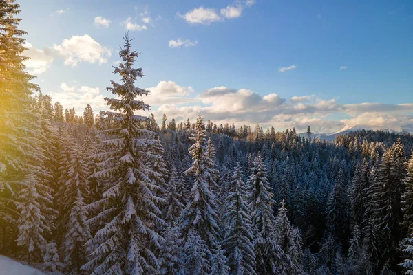Letecká Zimní Krajina Smrkovými Stromy Zasněžených Lesů Chladných Horách Večerních — Stock fotografie