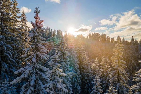 Aerial Winter Landscape Spruse Trees Snow Covered Forest Cold Mountains — Stock Photo, Image